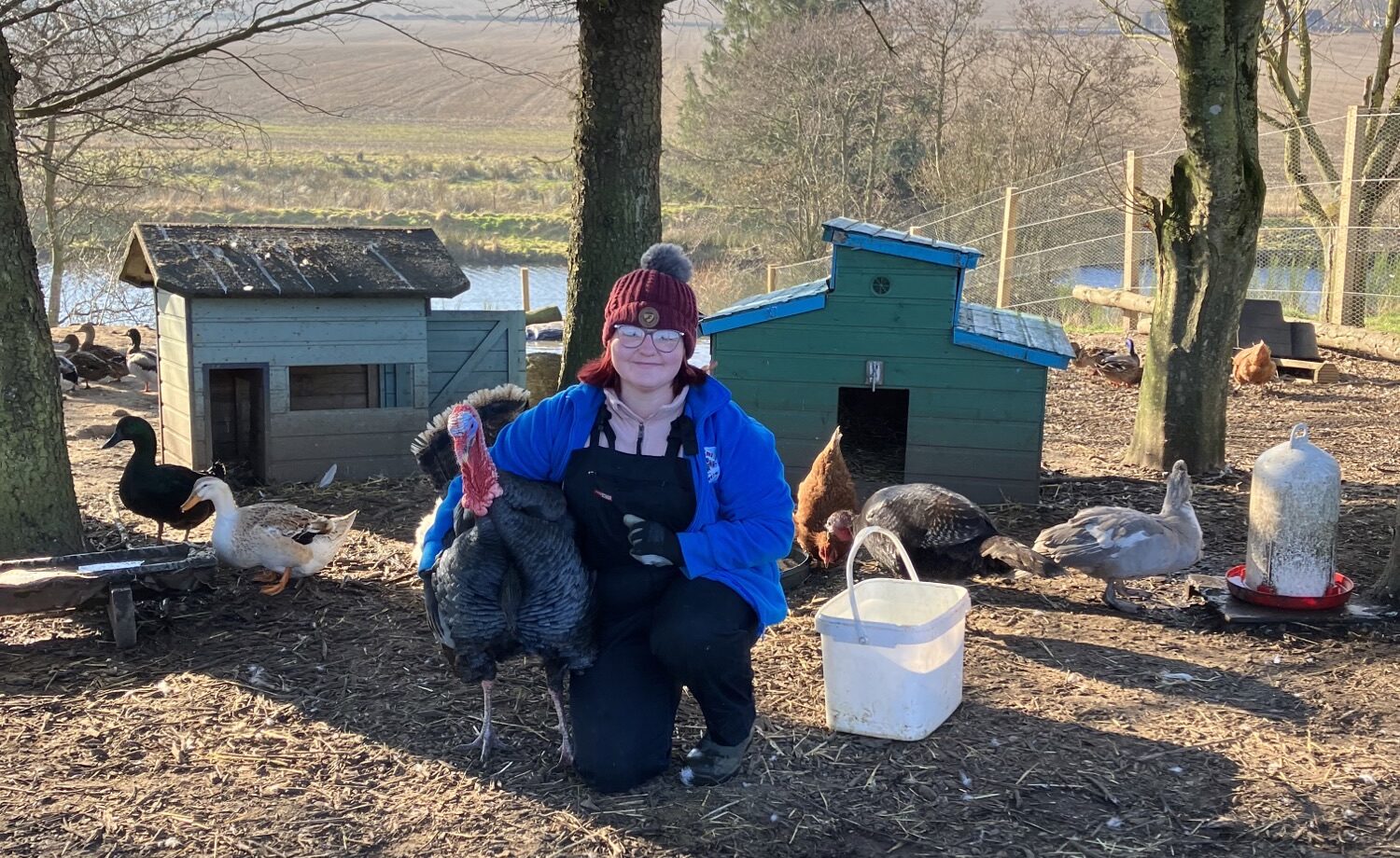     Volunteer with a Turkey